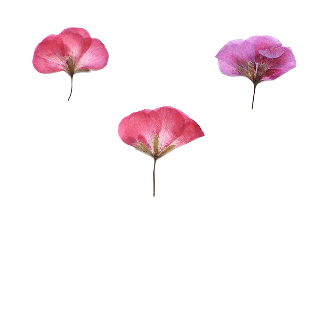 Pressed Geranium botanical specimens in their natural colors