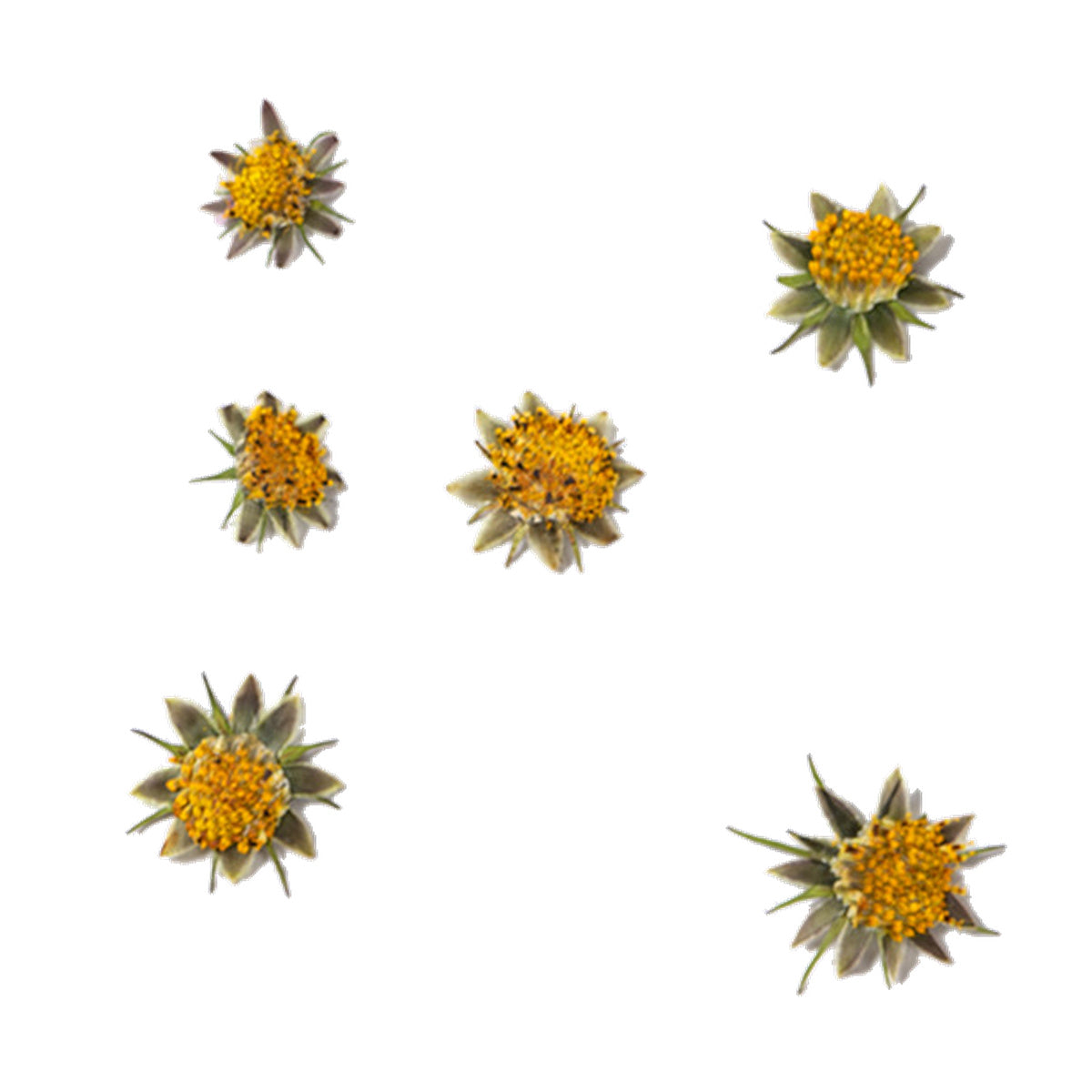 Pressed Cosmos Flower Centers botanical specimens in their natural colors