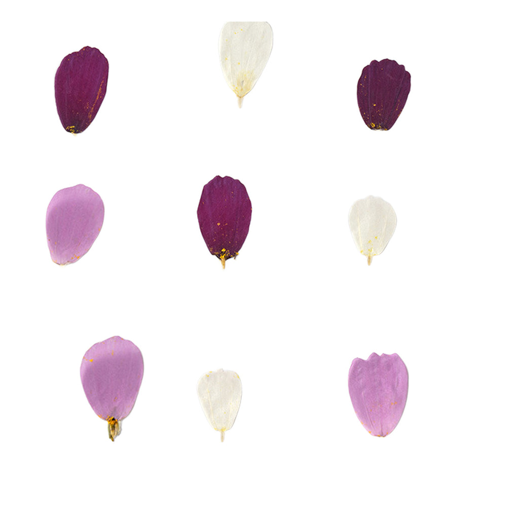 Pressed Cosmos Petals botanical specimens in their natural colors