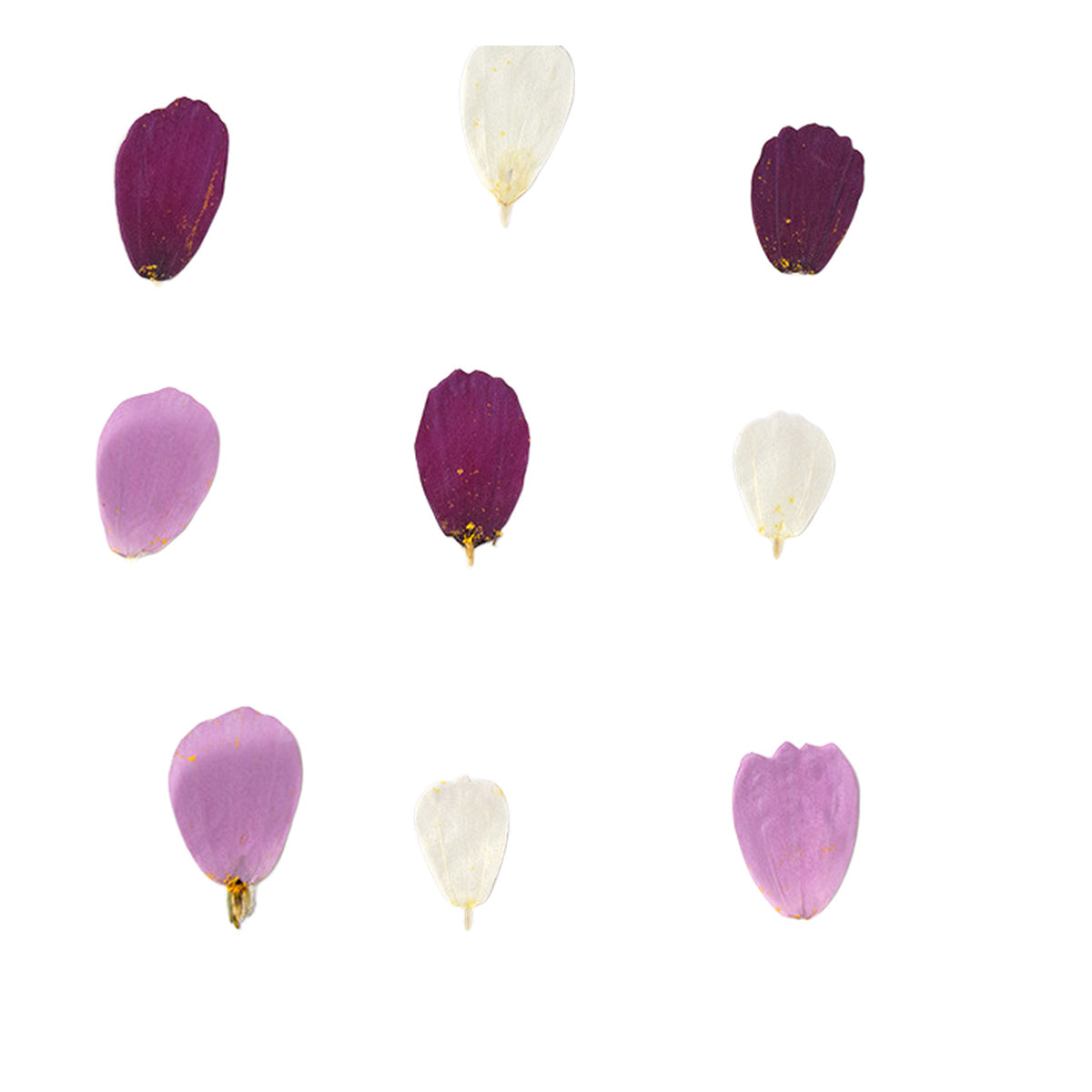 Pressed Cosmos Petals botanical specimens in their natural colors