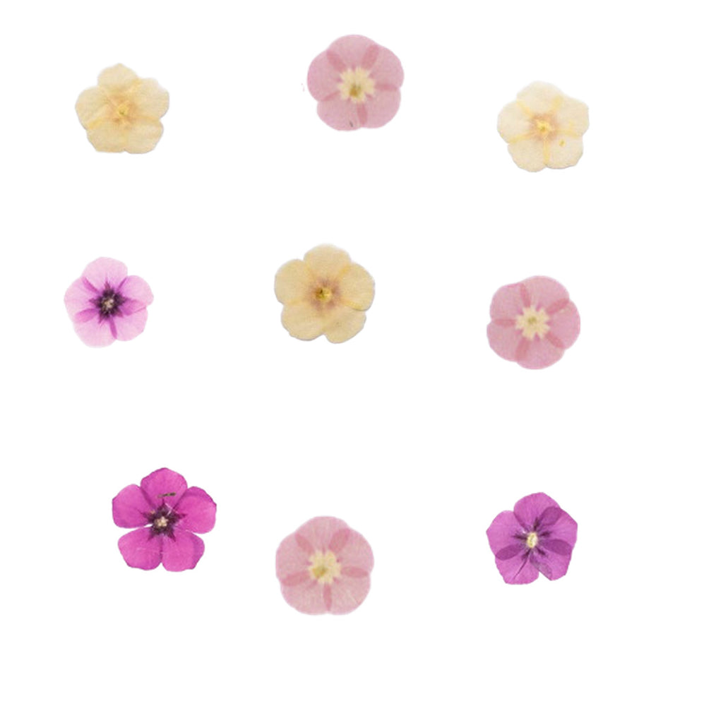 Pressed Phlox botanical specimens in their natural colors