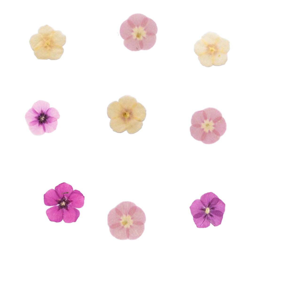 Pressed Phlox botanical specimens in their natural colors