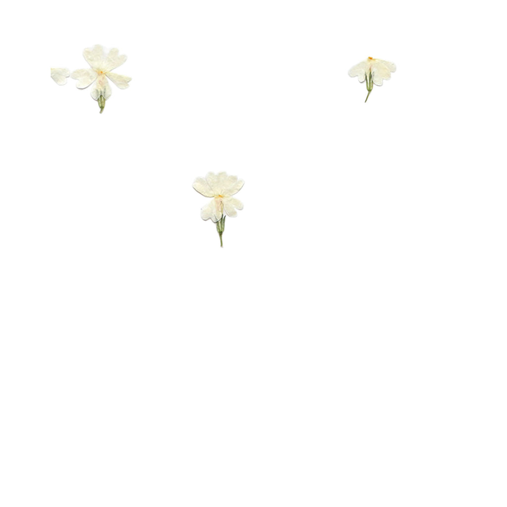 Pressed Phlox botanical specimens in their natural colors