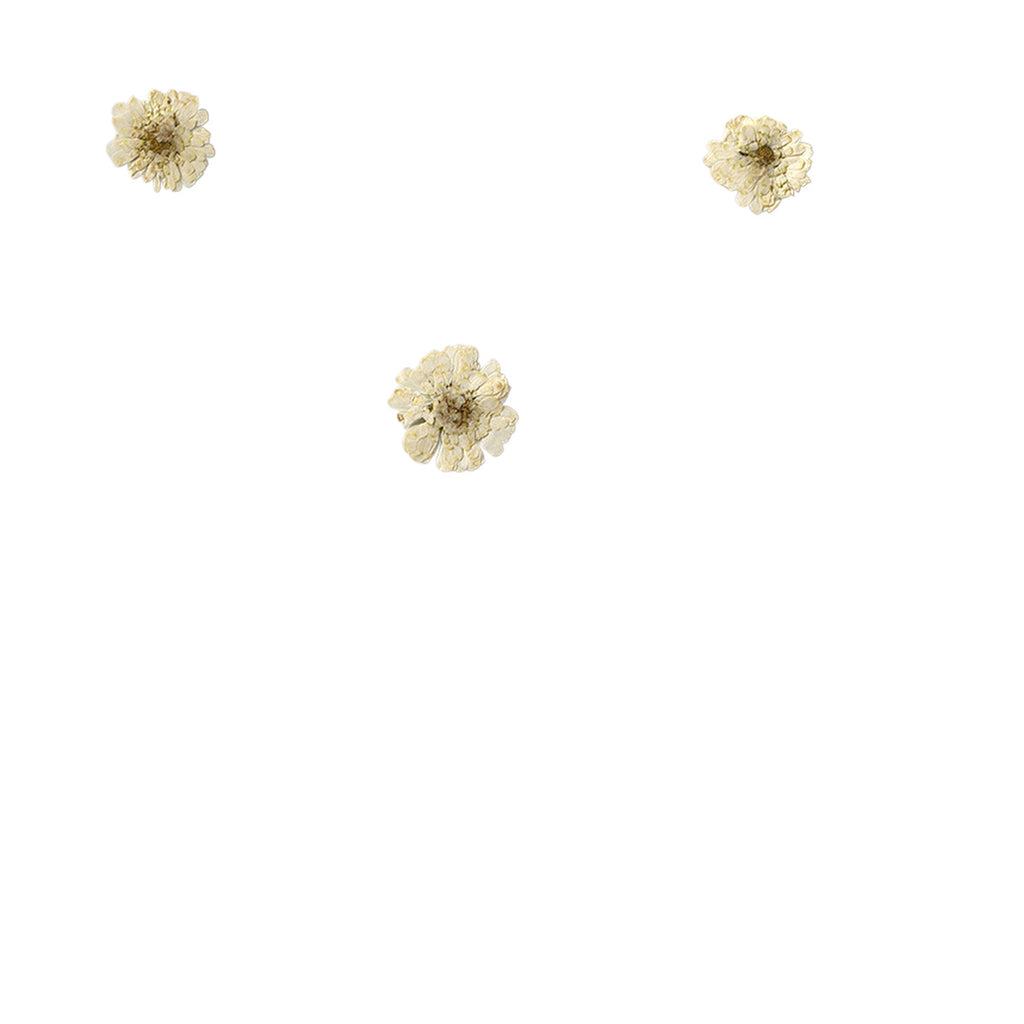 Pressed Chamomile botanical specimens in their natural colors