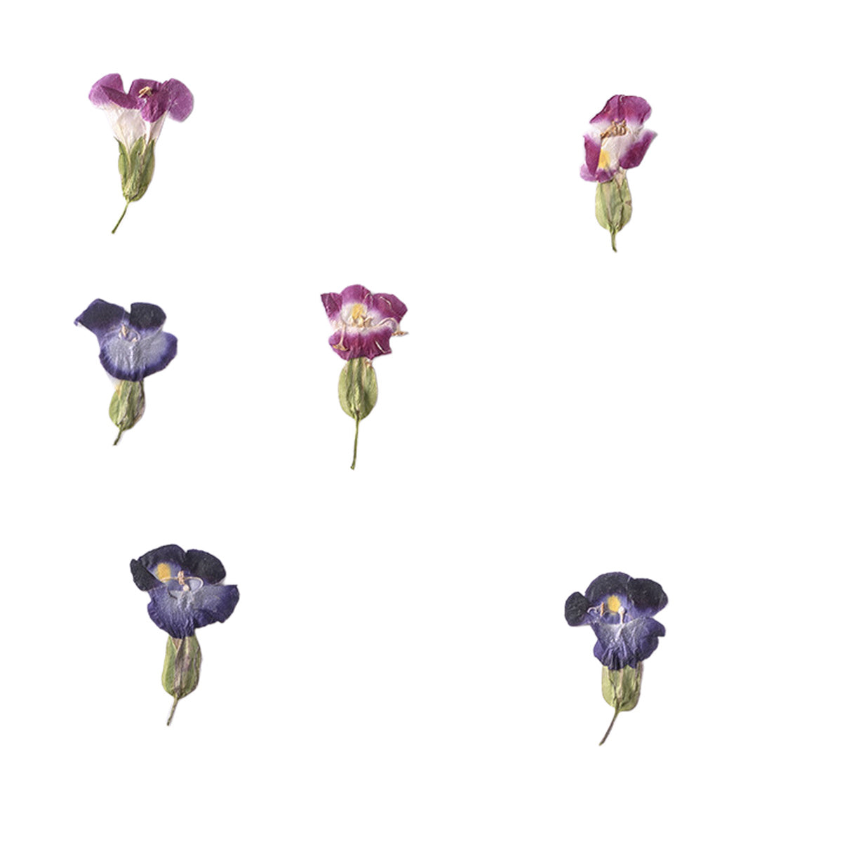 Pressed Wishbone Flower botanical specimens in their natural colors