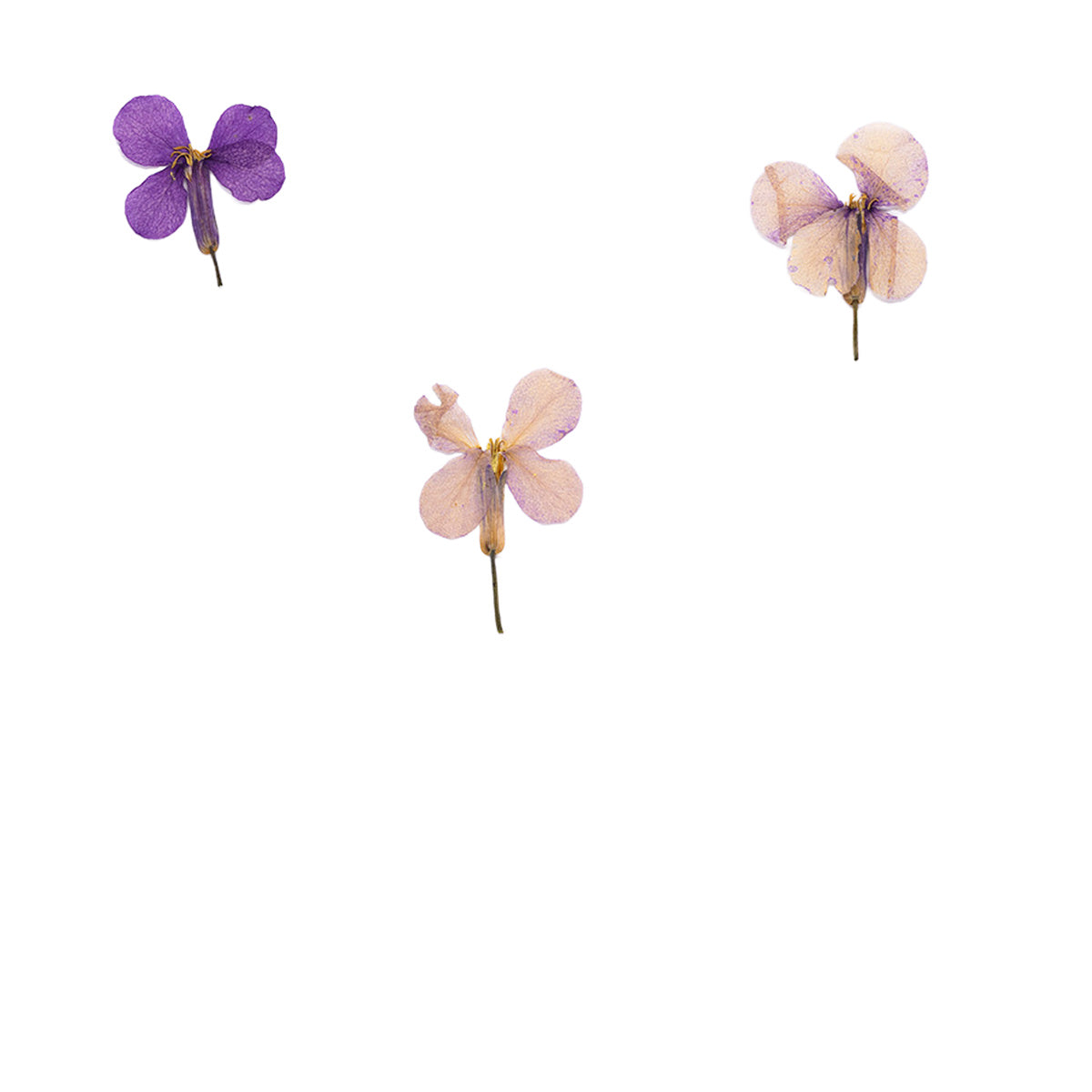 Pressed Chinese Violet botanical specimens in their natural colors