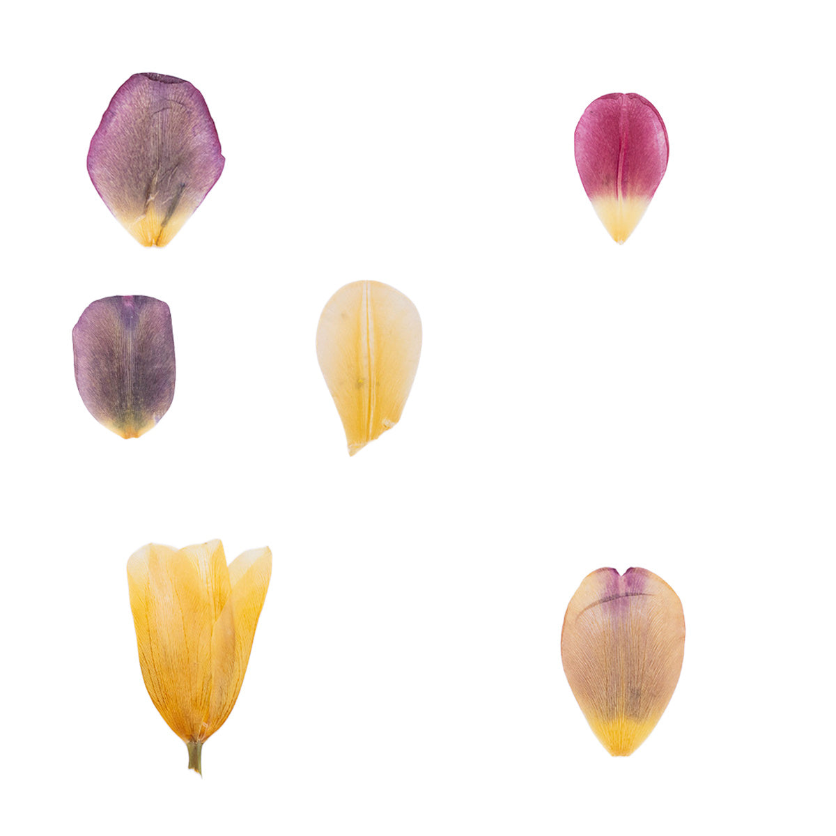 Pressed Tulip Petals botanical specimens in their natural colors