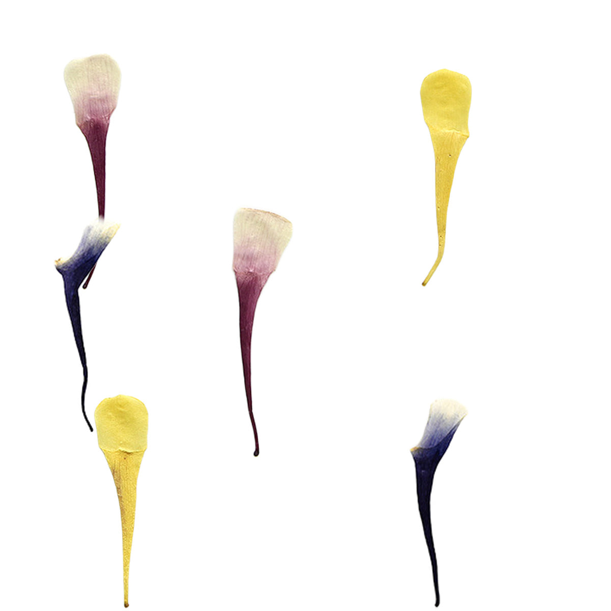 Pressed Columbine Petals botanical specimens in their natural colors