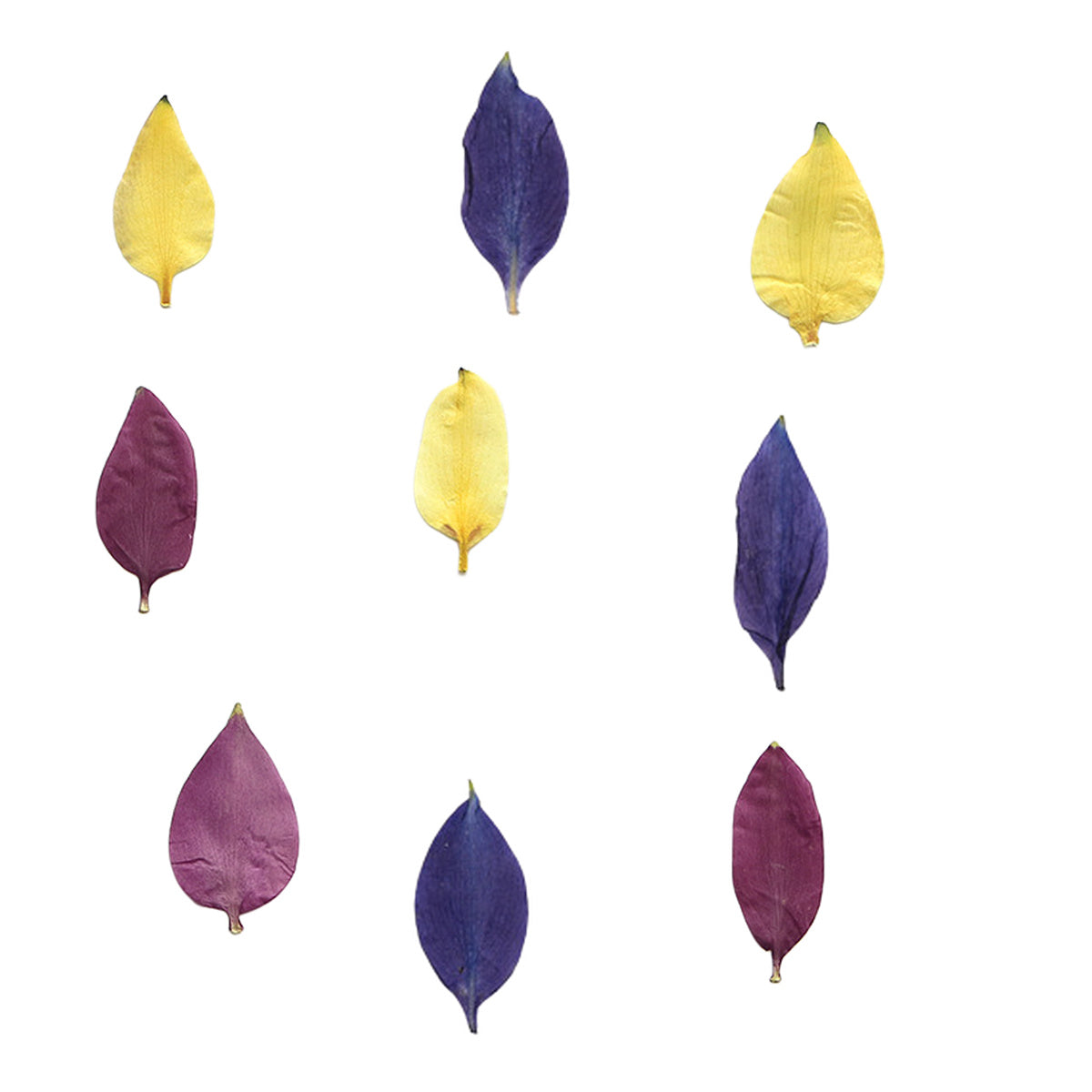 Pressed Columbine Sepals botanical specimens in their natural colors