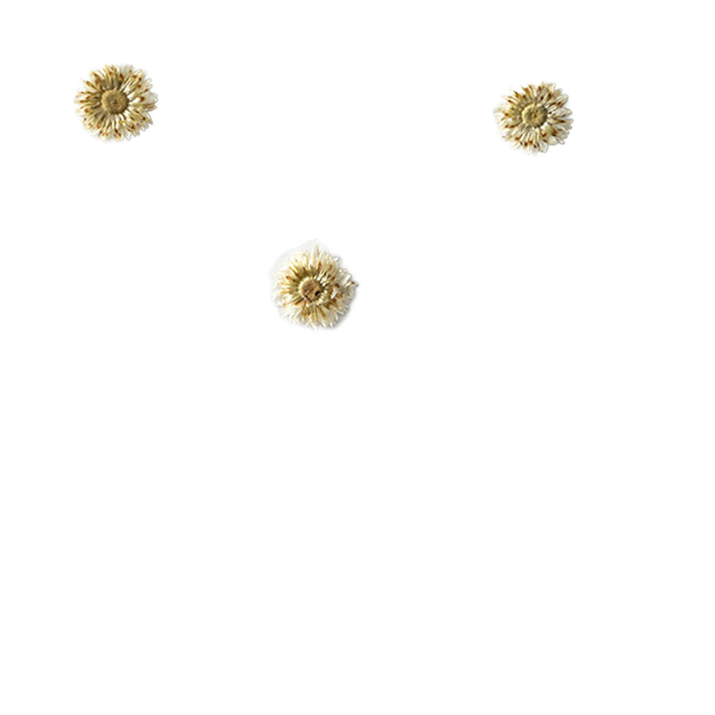 Pressed Pearly Everlasting botanical specimens in their natural colors