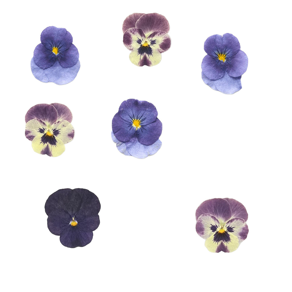 Pressed Viola botanical specimens in their natural colors