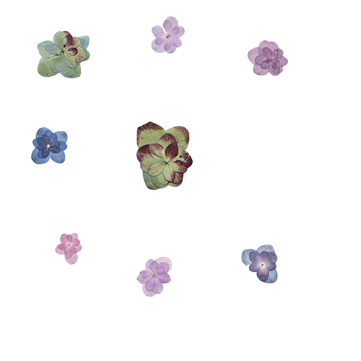 Pressed Hydrangea botanical specimens in their natural colors