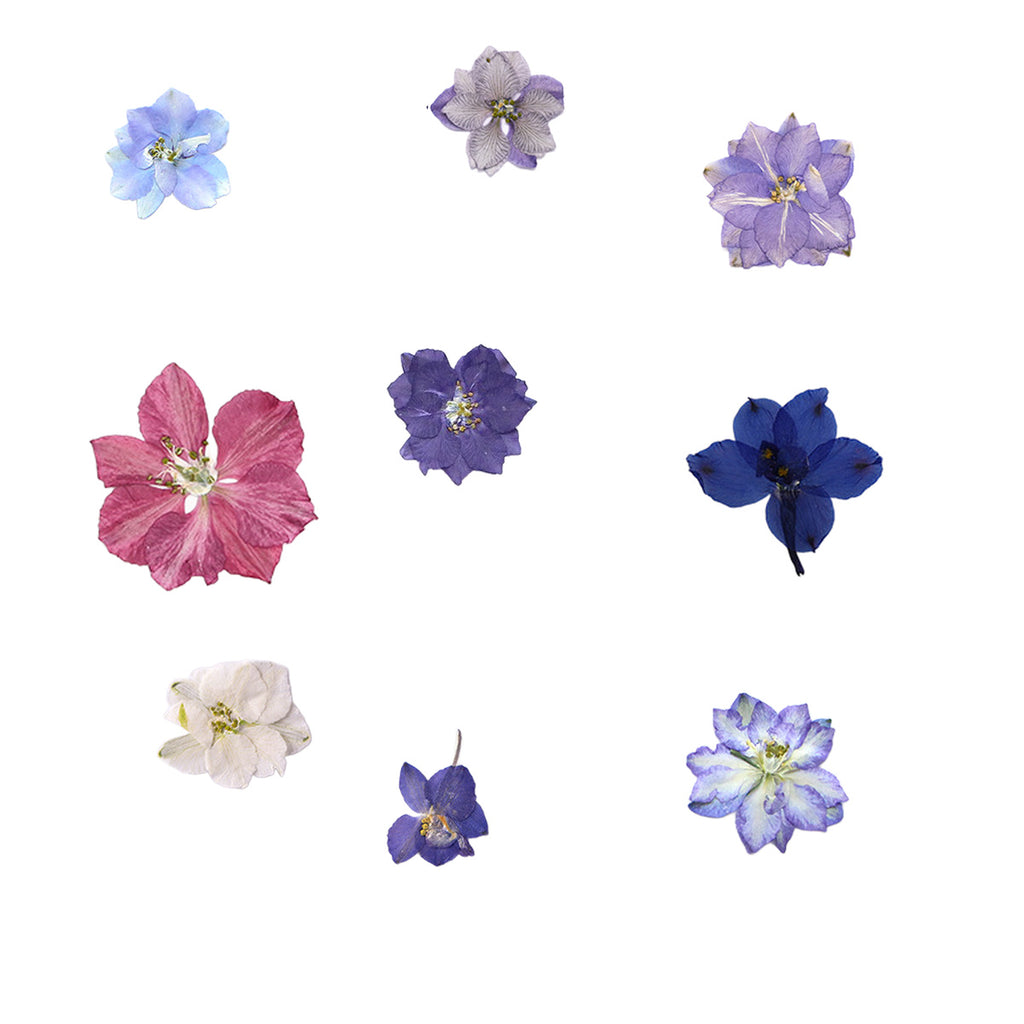 Pressed Larkspur botanical specimens in their natural colors