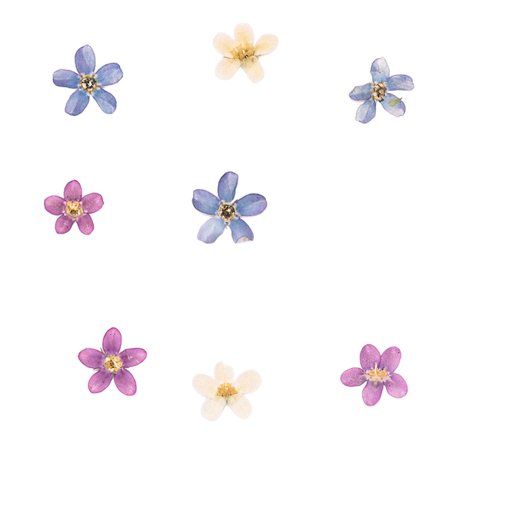 Pressed Blue Star botanical specimens in their natural colors