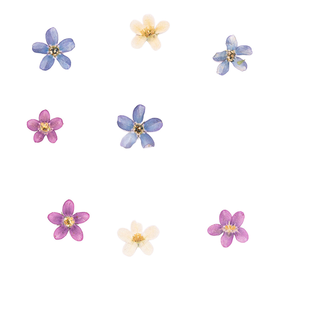 Pressed Blue Star botanical specimens in their natural colors