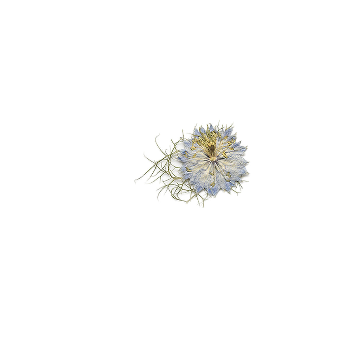 Pressed Nigella botanical specimens in their natural colors