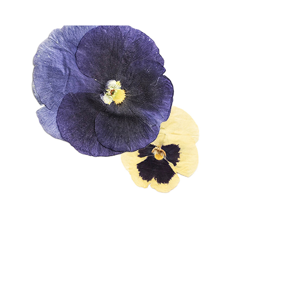 Pressed Viola botanical specimens in their natural colors