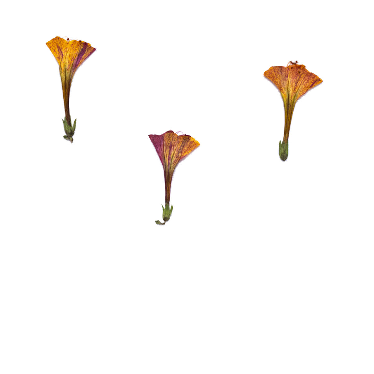 Pressed Four O’Clock botanical specimens in their natural colors