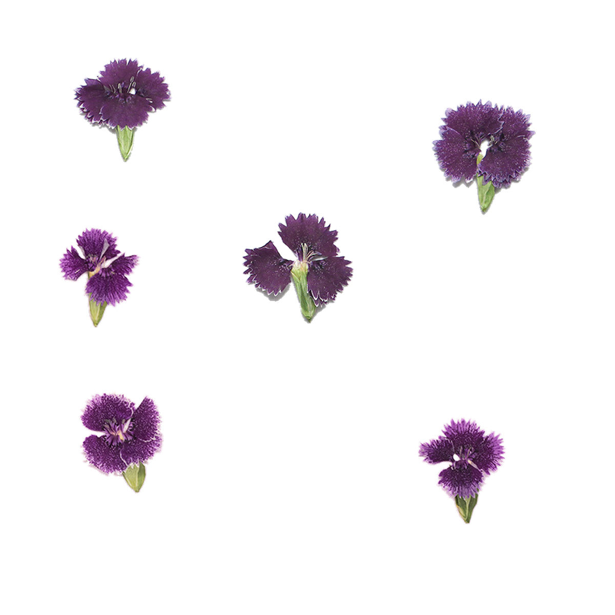 Pressed Dianthus botanical specimens in their natural colors
