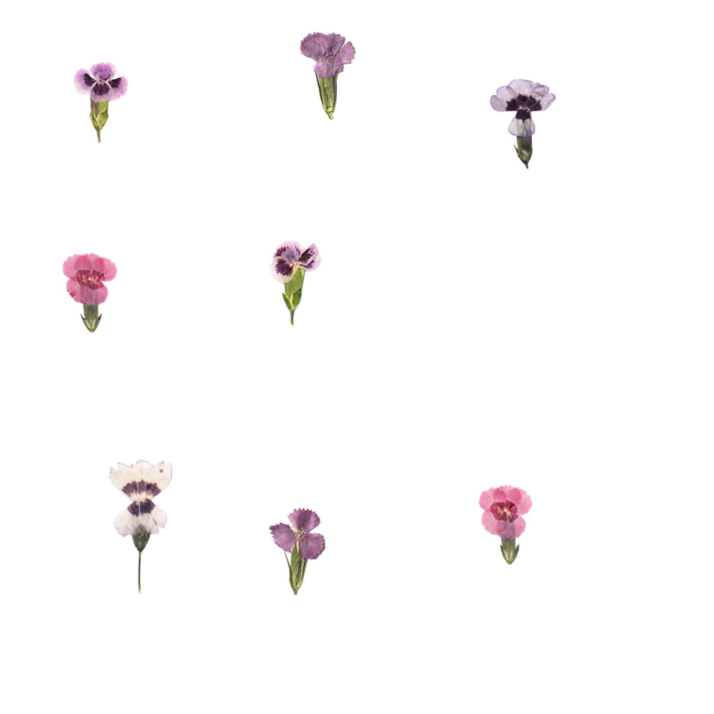 Pressed Dianthus botanical specimens in their natural colors