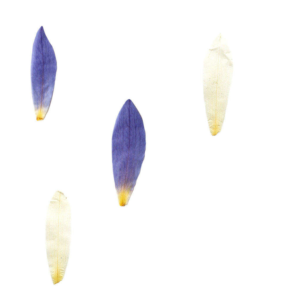 Pressed Water Lily Petals botanical specimens in their natural colors