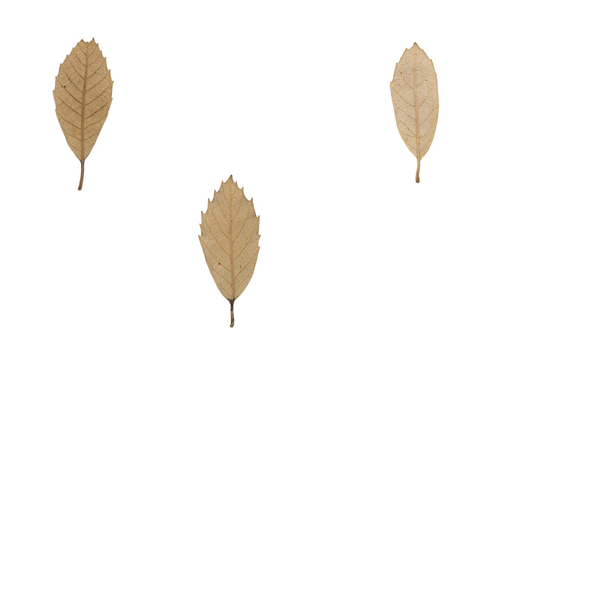 Pressed Chestnut Leaves specimens retaining their natural shape and botanical colors