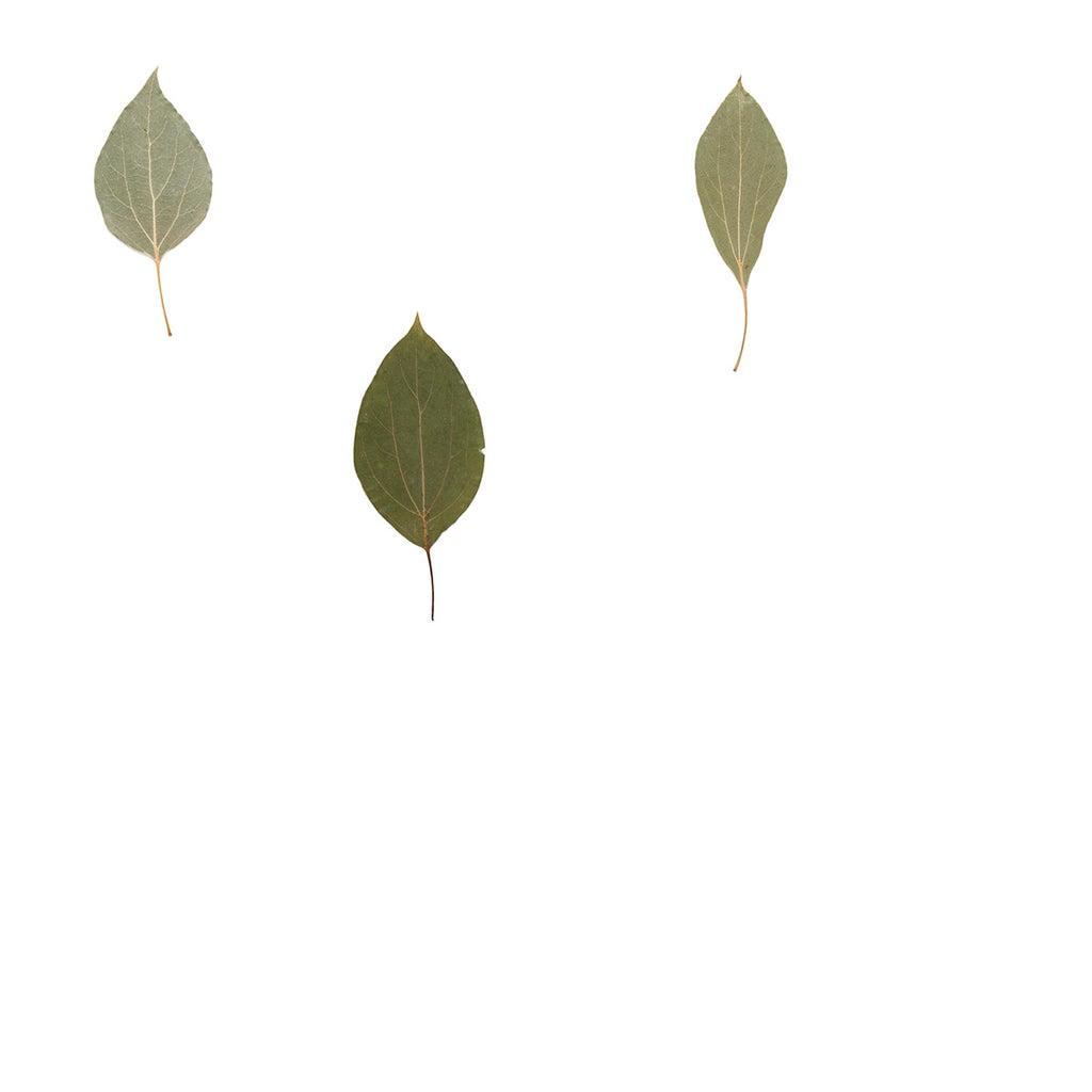 Pressed Camphor Leaves specimens retaining their natural shape and botanical colors