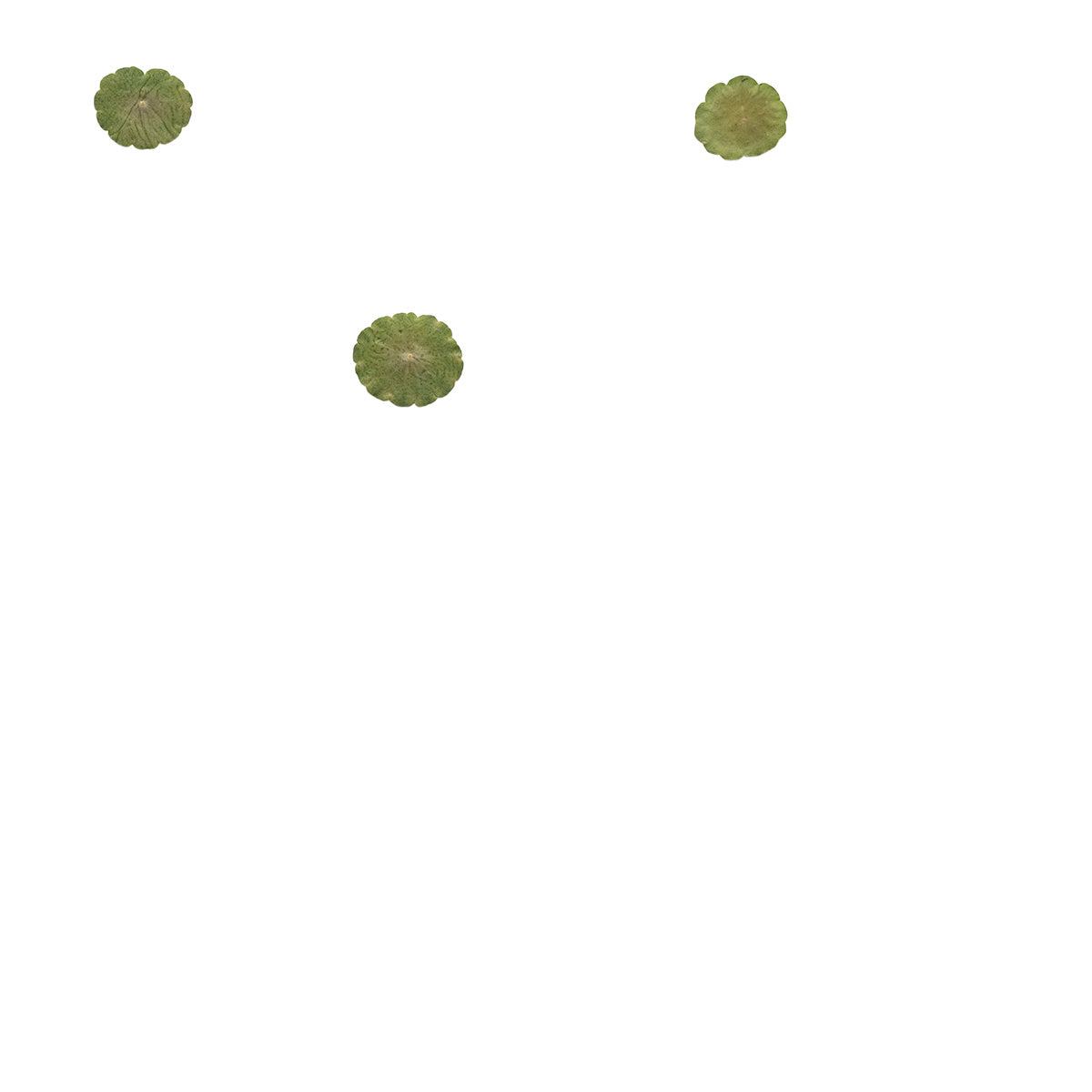 Pressed Pennywort Leaves specimens retaining their natural shape and botanical colors