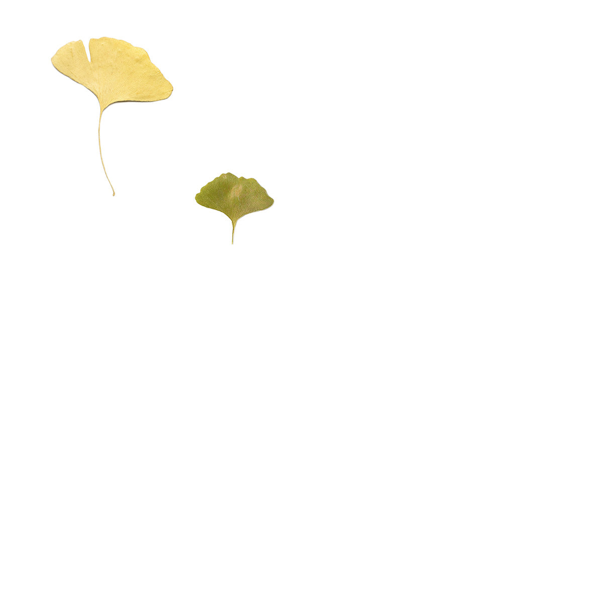 Pressed Ginkgo Leaves specimens retaining their natural shape and botanical colors