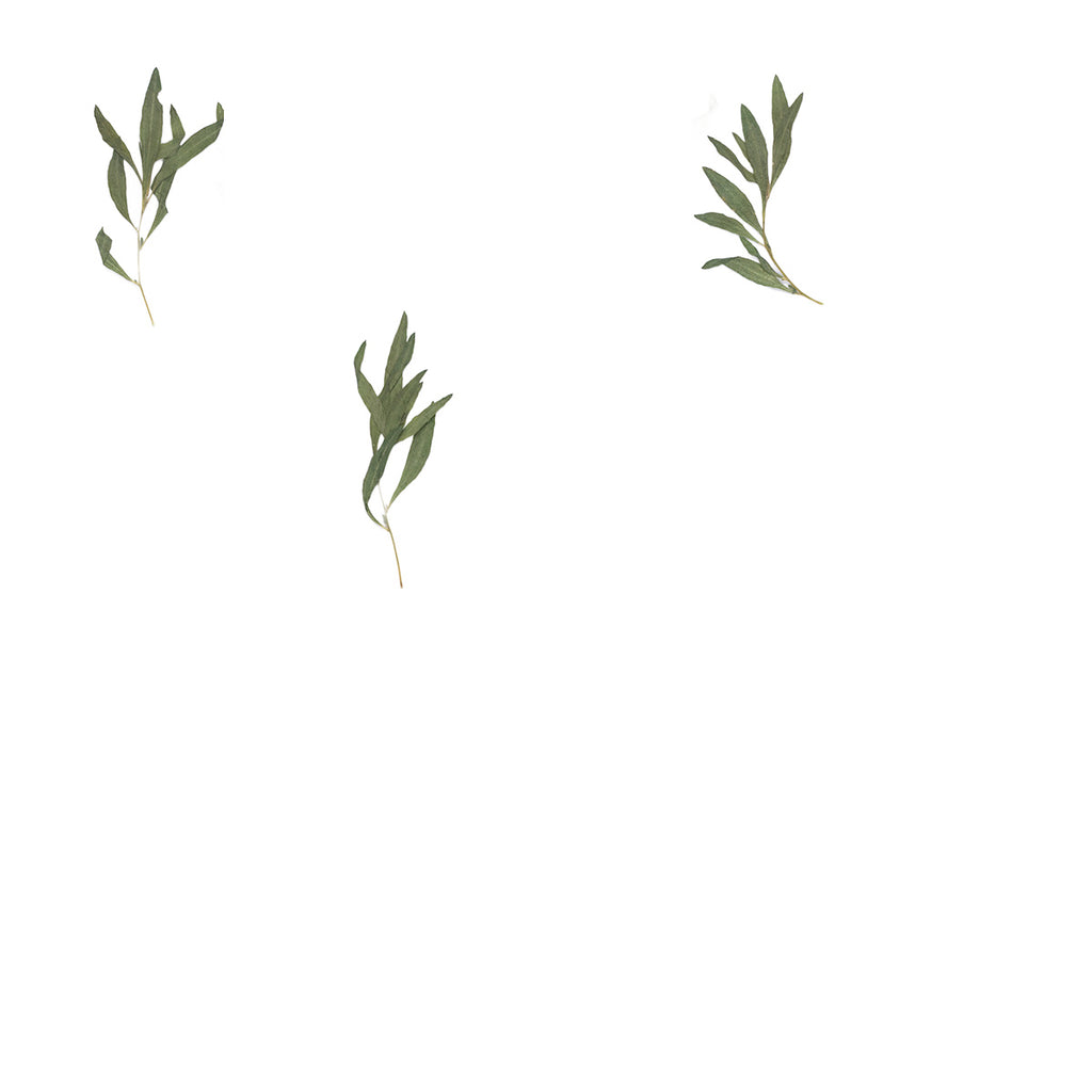 Pressed Kochia specimens retaining their natural shape and botanical colors