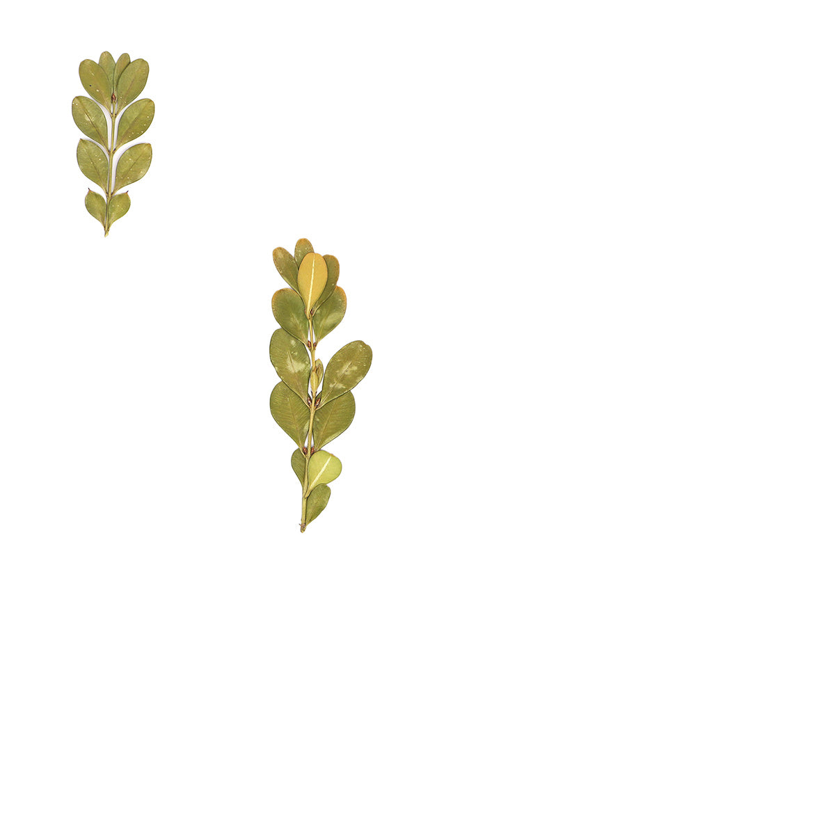 Pressed Boxwood specimens retaining their natural shape and botanical colors