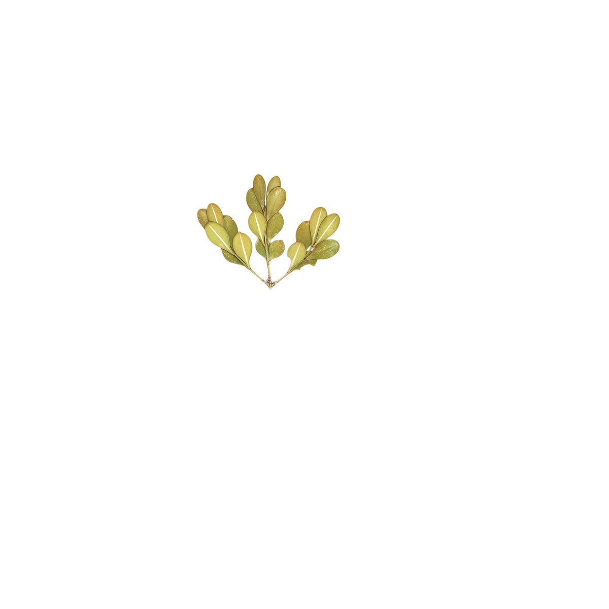 Pressed Boxwood specimens retaining their natural shape and botanical colors