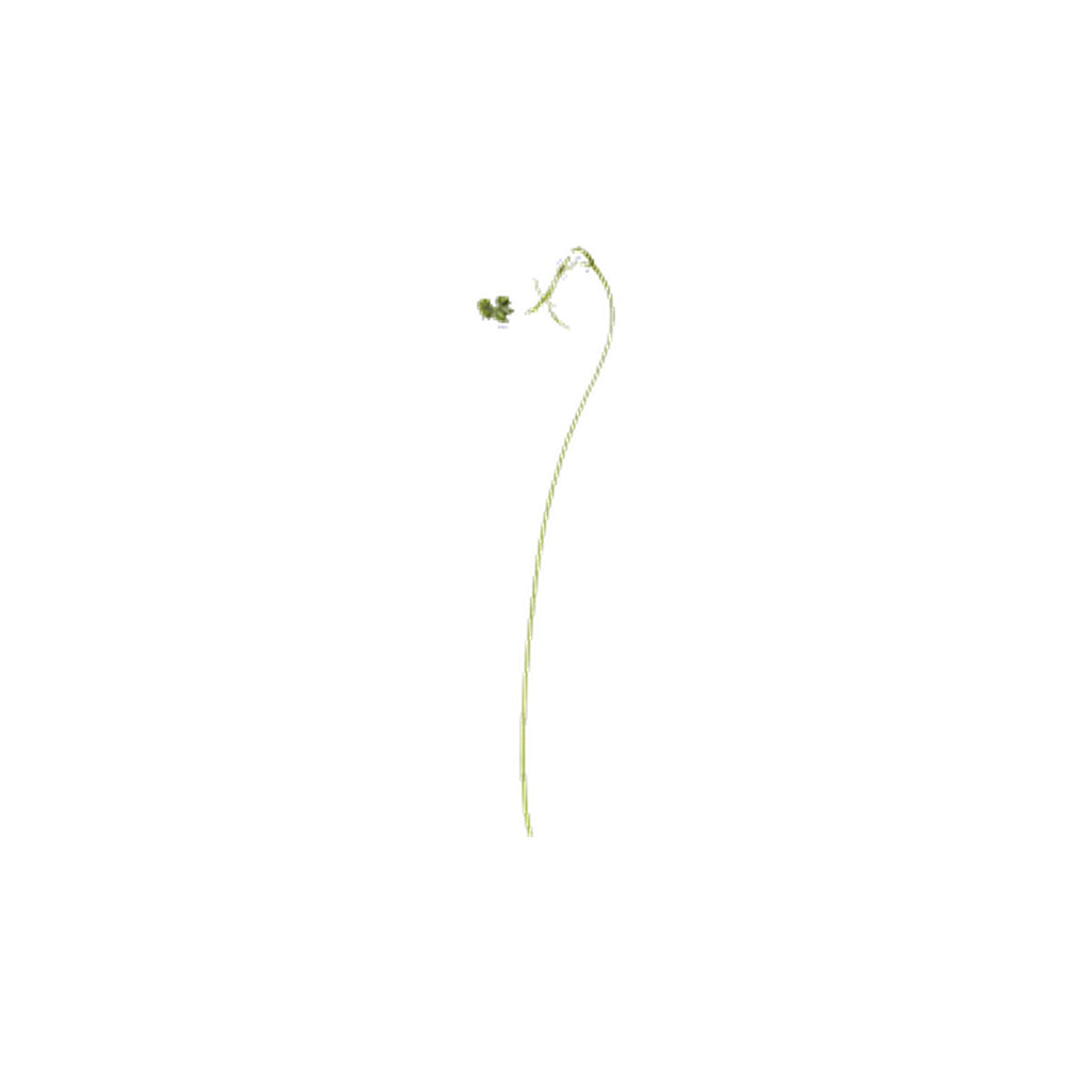 Pressed Balloon Vine Tendrils specimens retaining their natural shape and botanical colors