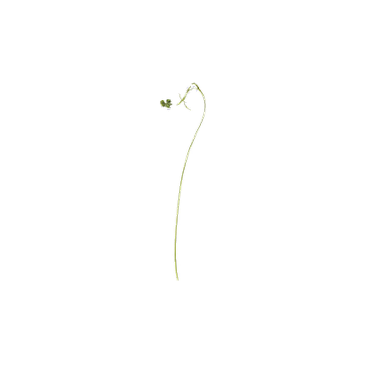Pressed Balloon Vine Tendrils specimens retaining their natural shape and botanical colors