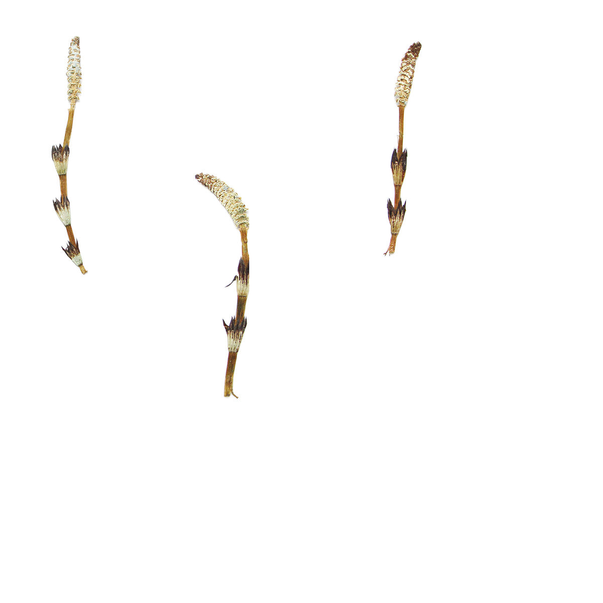 Pressed Horsetail specimens retaining their natural shape and botanical colors