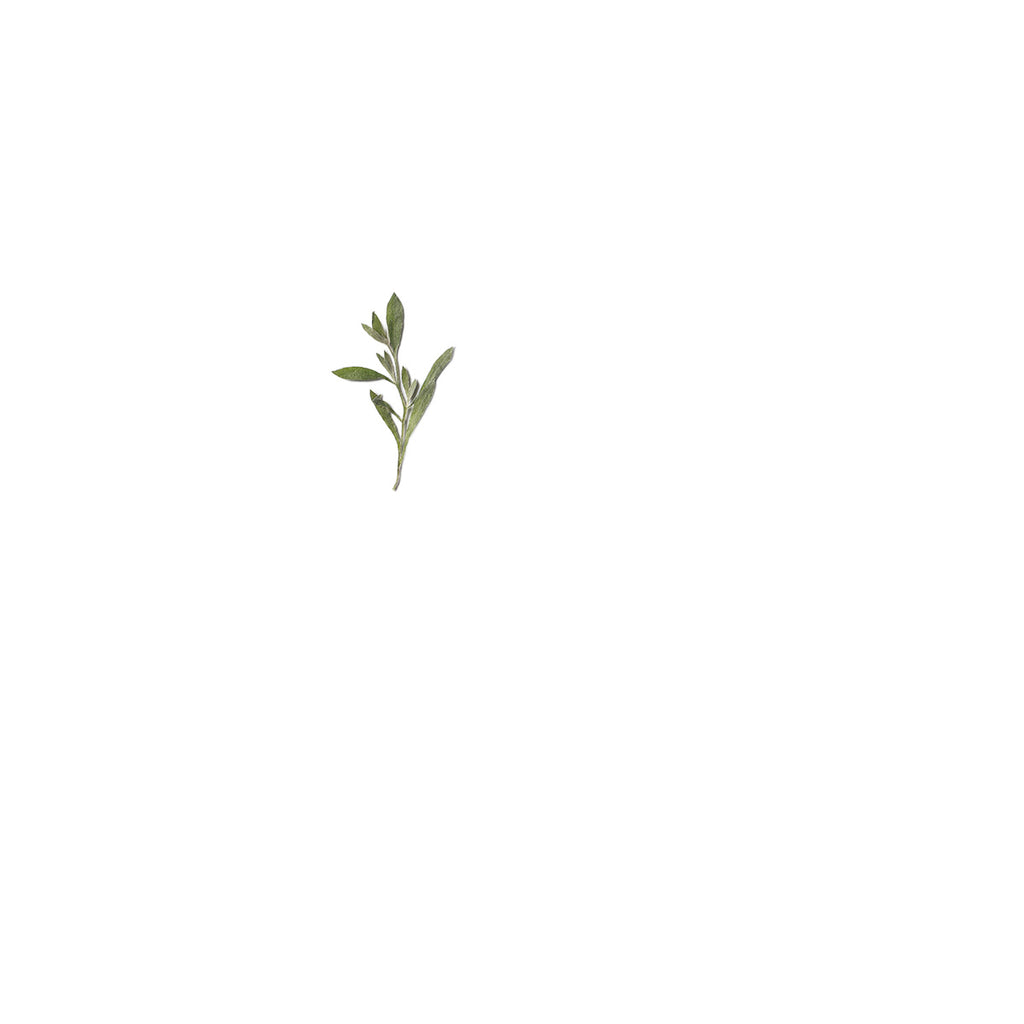 Pressed Sweet Alyssum specimens retaining their natural shape and botanical colors