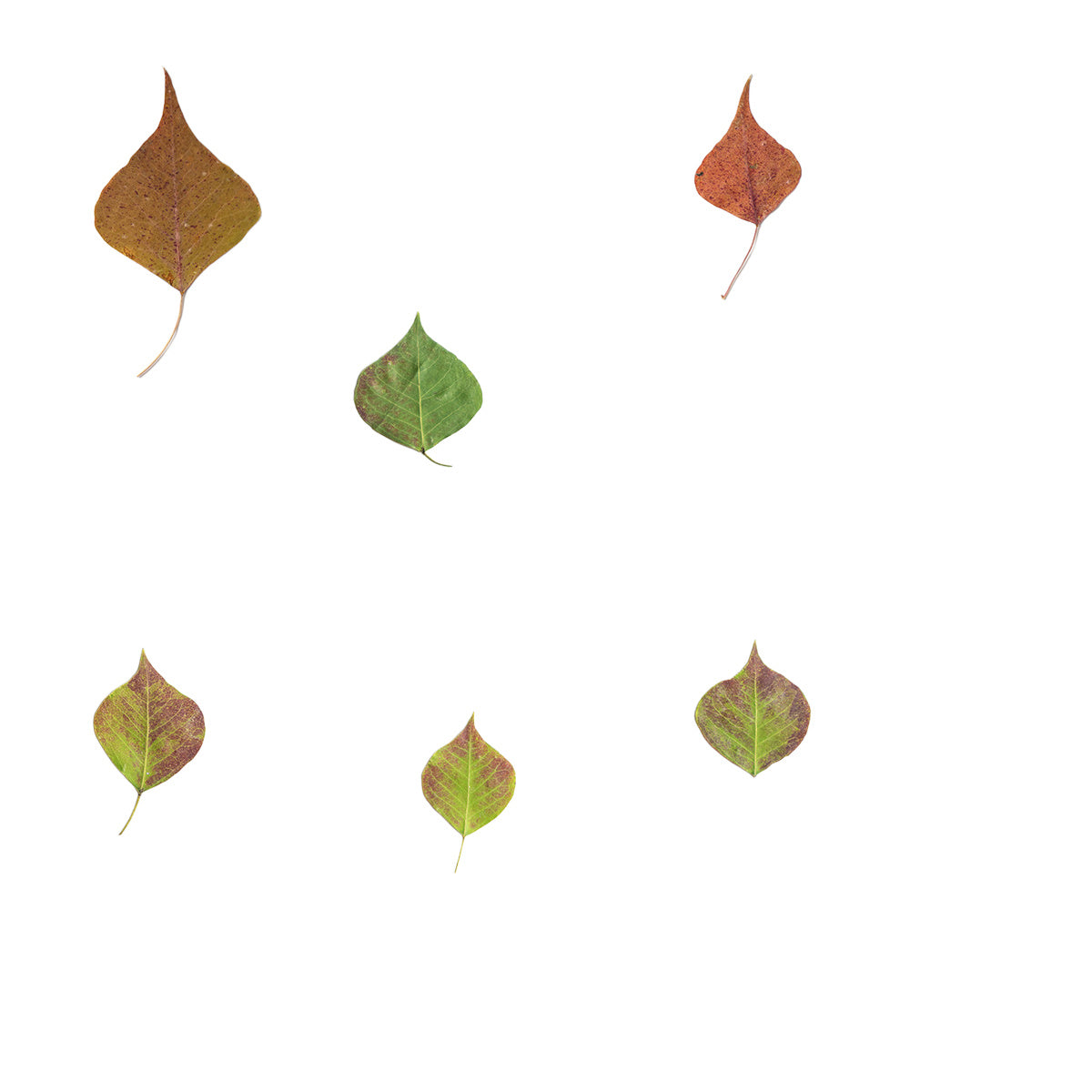 Pressed Chinese Tallow Leaves specimens retaining their natural shape and botanical colors