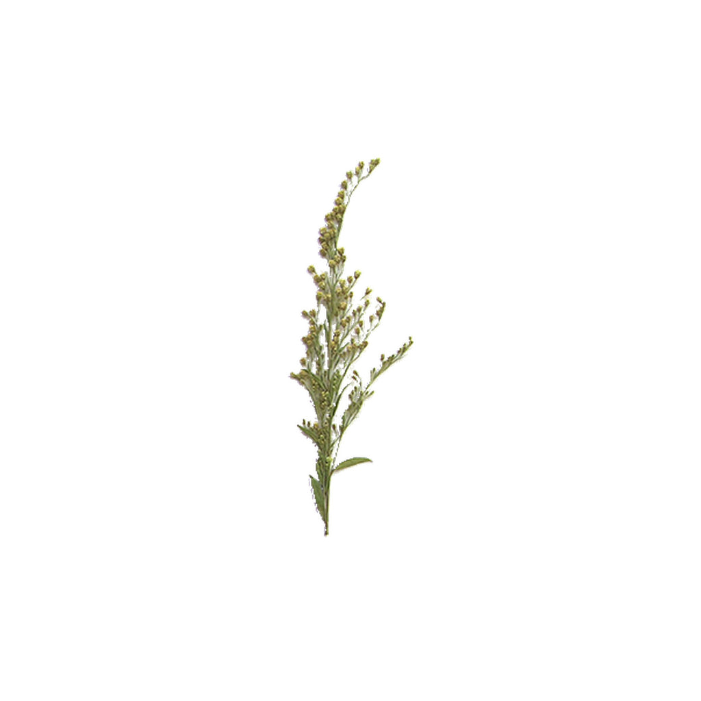 Pressed Goldenrod with Stems specimens retaining their natural shape and botanical colors