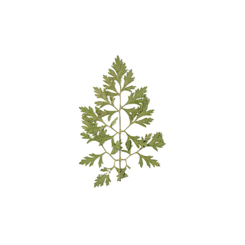 Pressed Ammi Leaves specimens retaining their natural shape and botanical colors