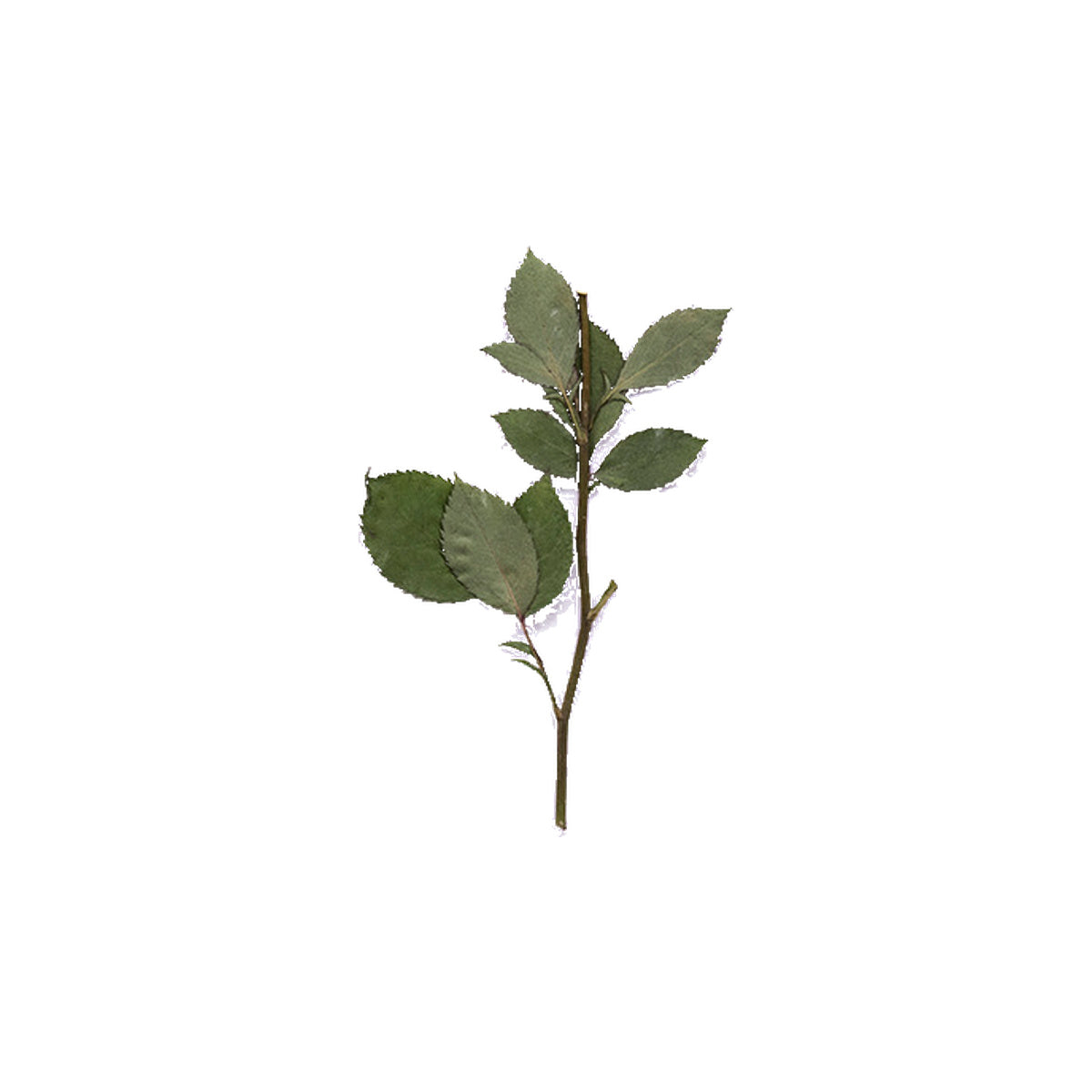 Pressed Rose specimens retaining their natural shape and botanical colors