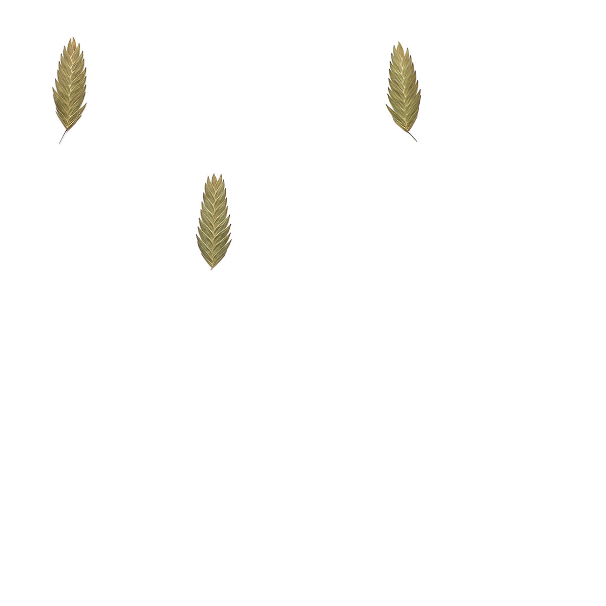 Pressed Sea Oats Seedheads specimens retaining their natural shape and botanical colors