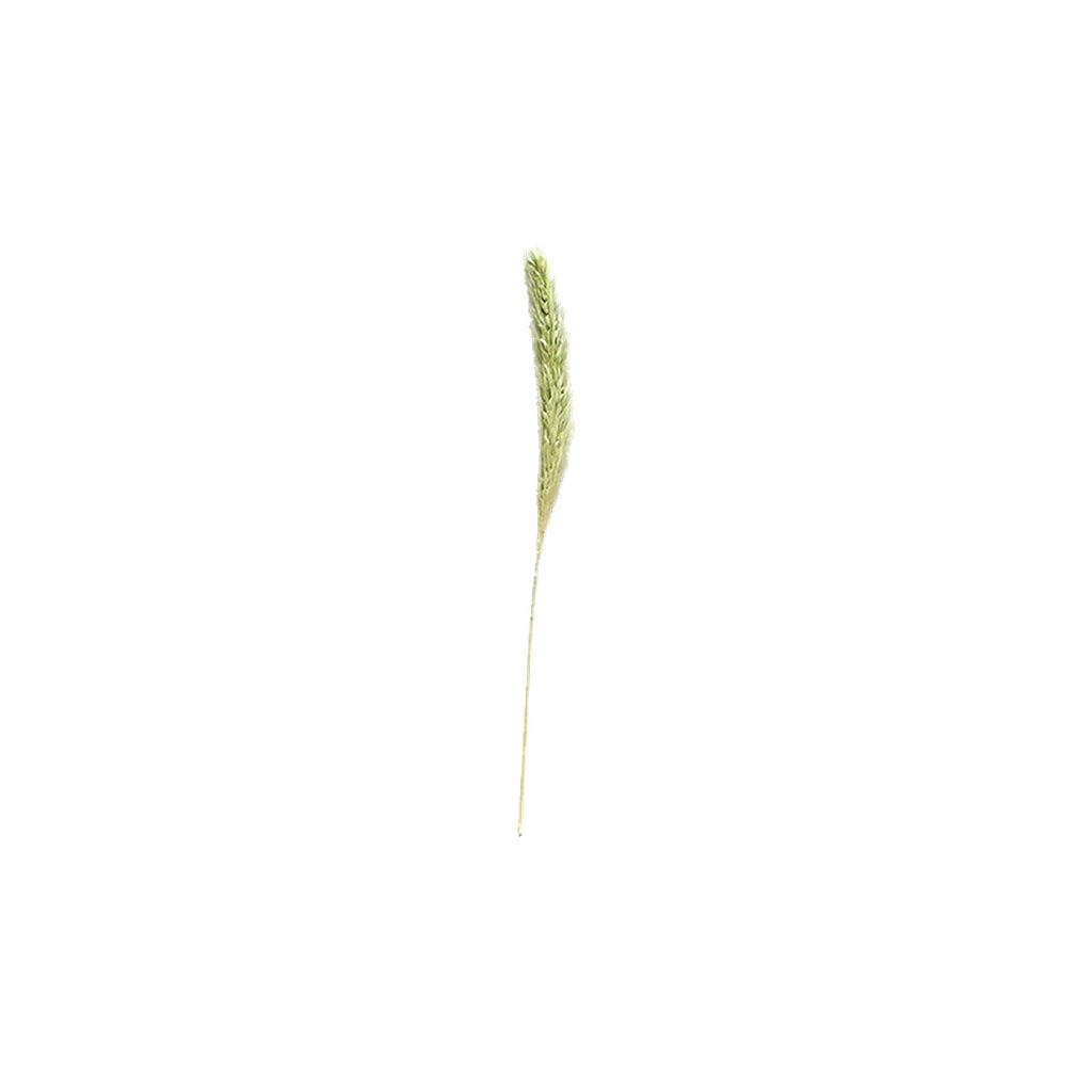 Pressed Foxtail Grass specimens retaining their natural shape and botanical colors