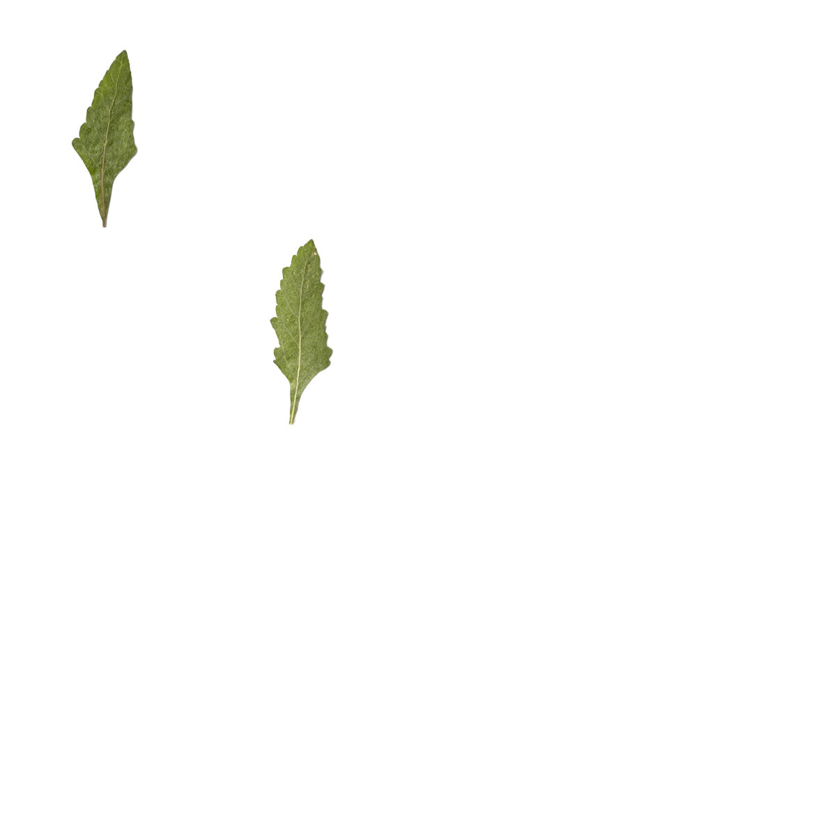 Pressed Verbena Leaves specimens retaining their natural shape and botanical colors