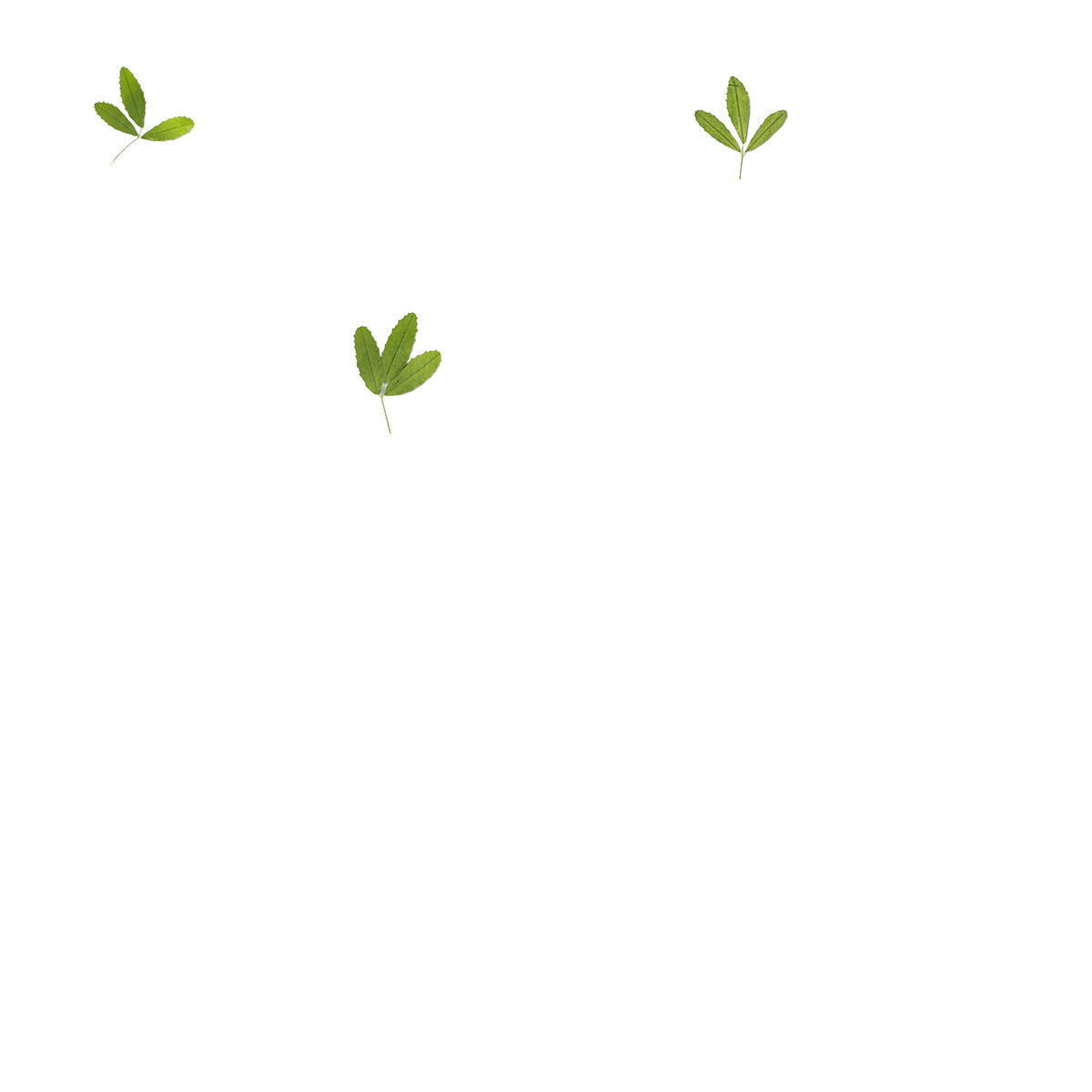 Pressed Sweet Clover Leaves specimens retaining their natural shape and botanical colors