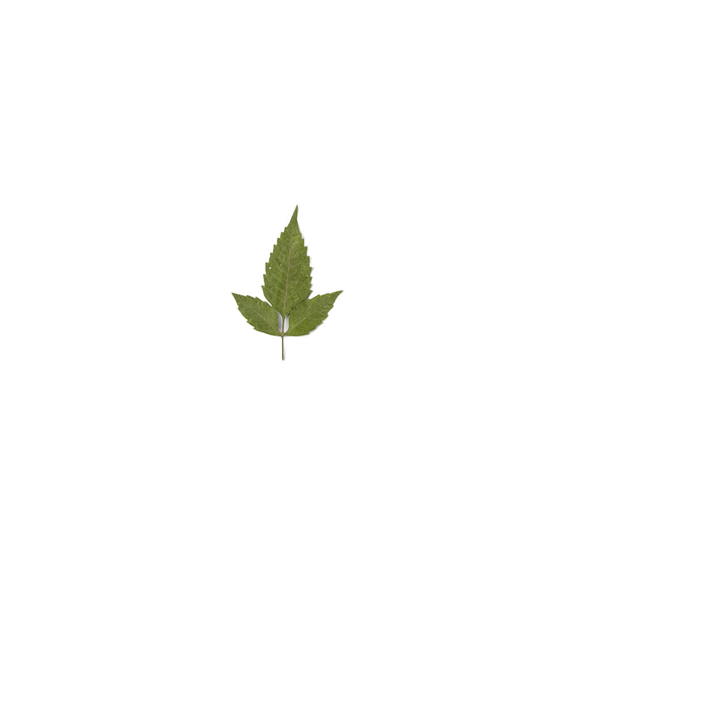Pressed Beggarticks Leaves specimens retaining their natural shape and botanical colors
