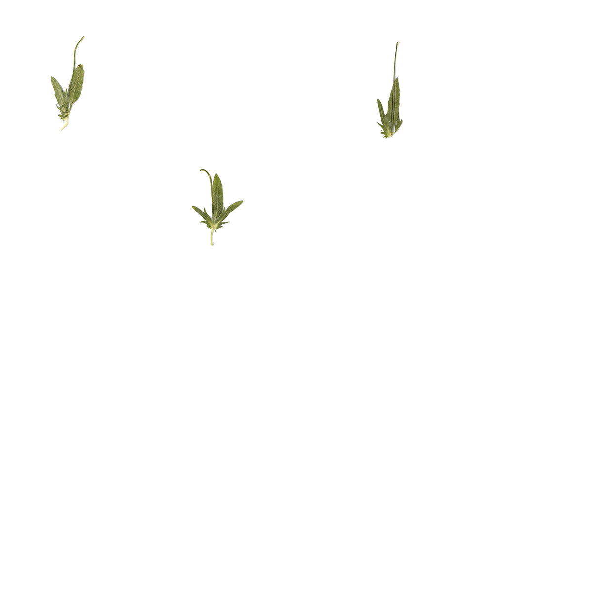 Pressed Viola Leaves specimens retaining their natural shape and botanical colors