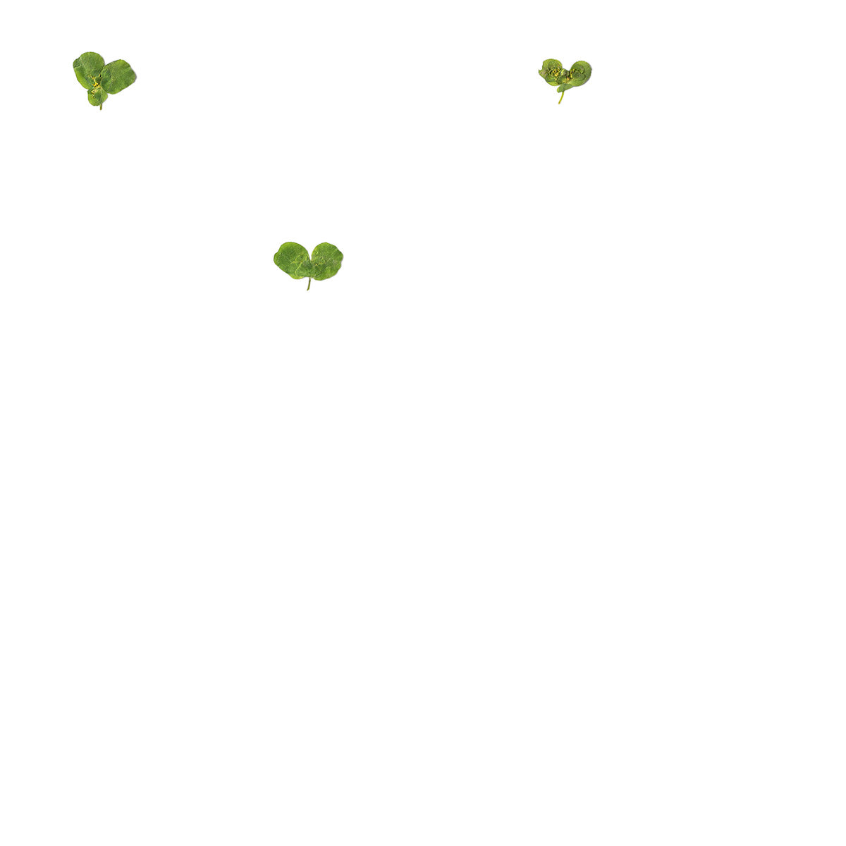 Pressed Euphorbia Leaves specimens retaining their natural shape and botanical colors