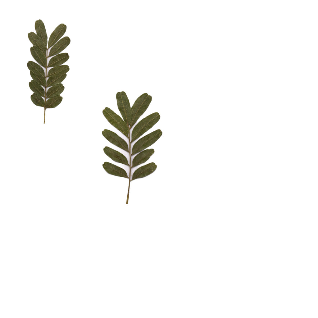 Pressed Pistache specimens retaining their natural shape and botanical colors