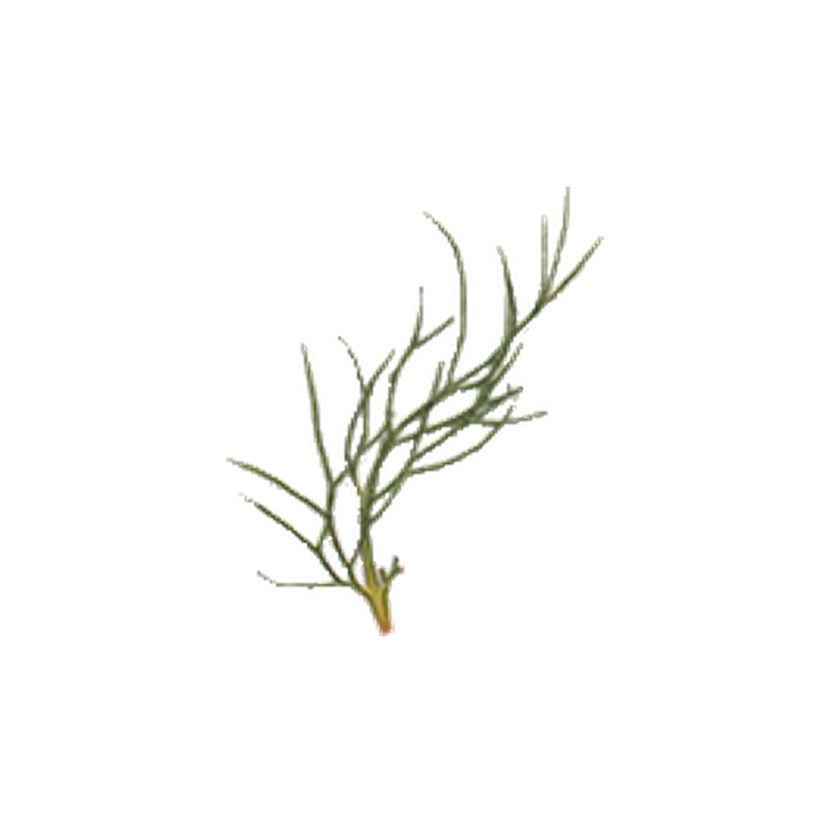 Pressed Nigella Leaves specimens retaining their natural shape and botanical colors