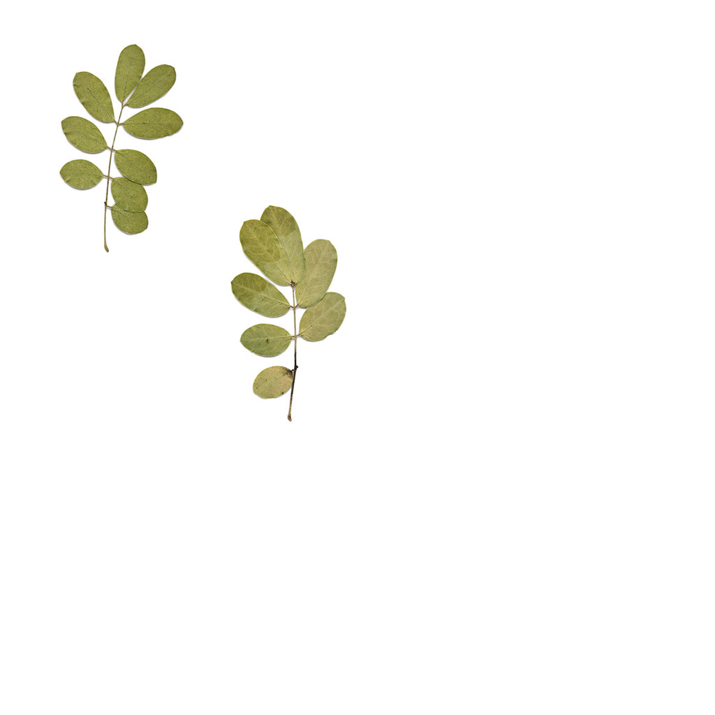 Pressed Senna Leaves specimens retaining their natural shape and botanical colors